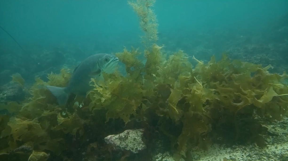 A large fish swimming among green seaweed on the ocean floor.