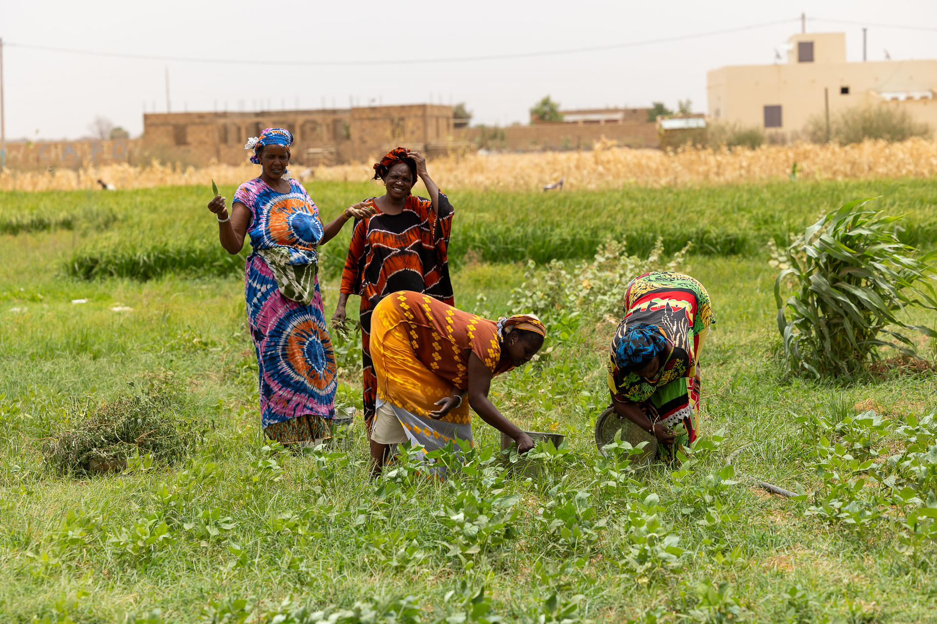 Four women in colorful clothing work in a green field, with a rural backdrop.
