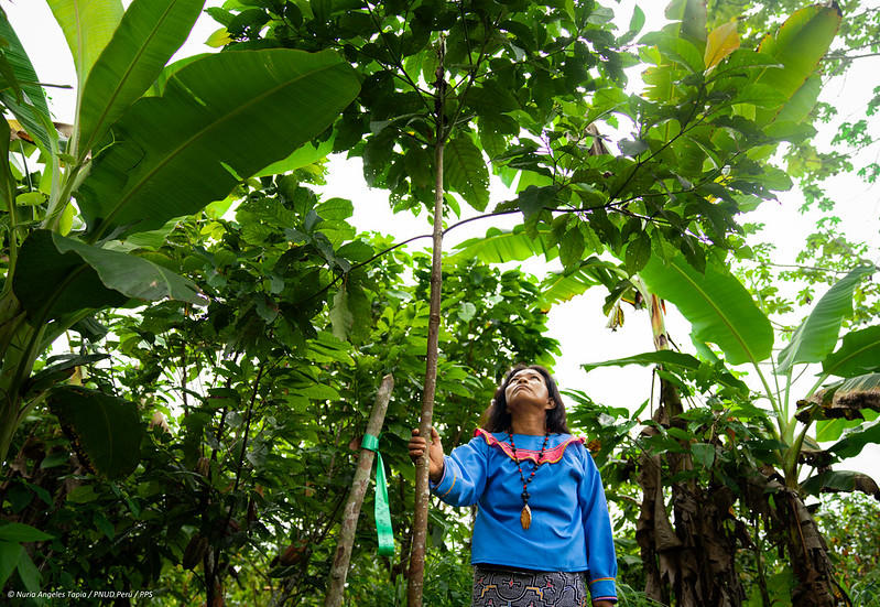 Woman in blue shirt gazing upward at a tree in a lush, green tropical garden.