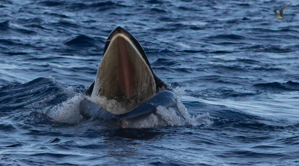 A whale breaching the water with its mouth open, surrounded by deep blue ocean.