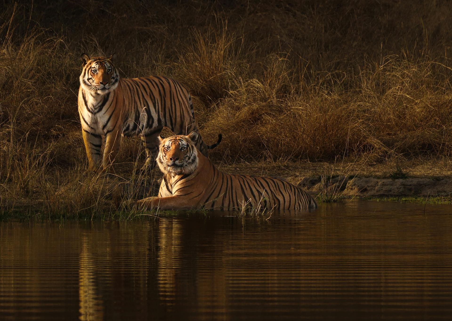 Wild Bengal Tiger. Photo: Debjoy Biswas