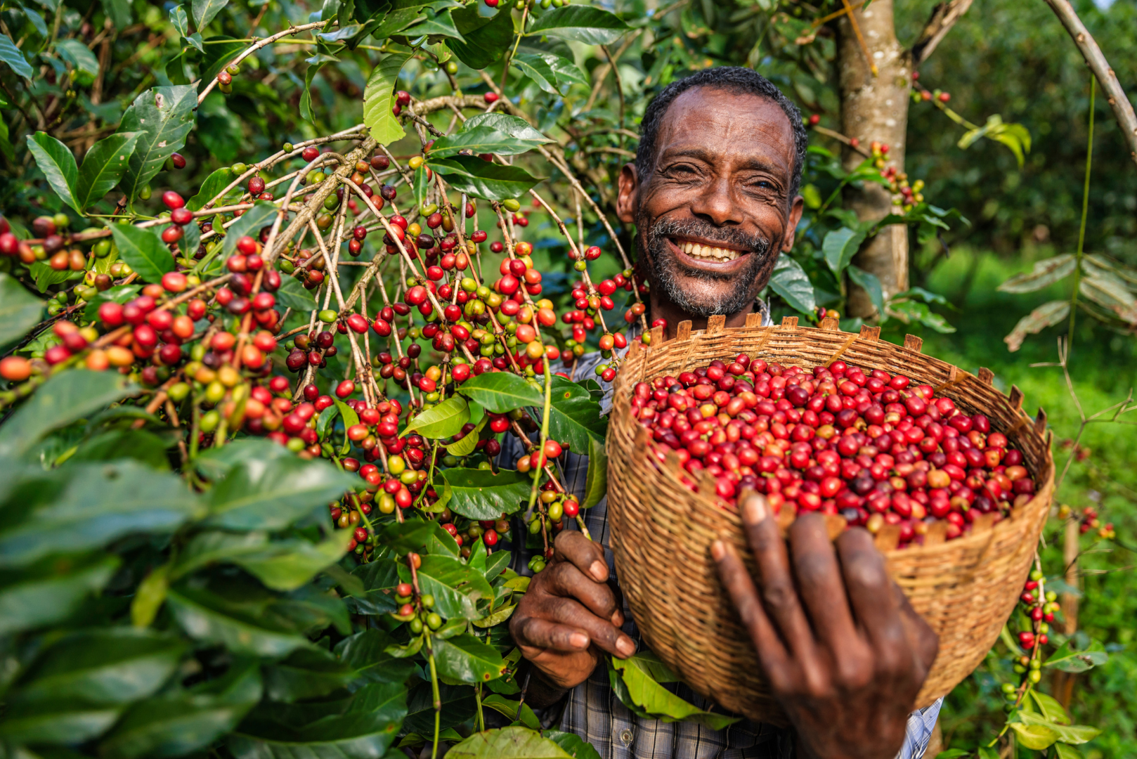 Smiling man holding a basket full of red coffee cherries among lush green plants.
