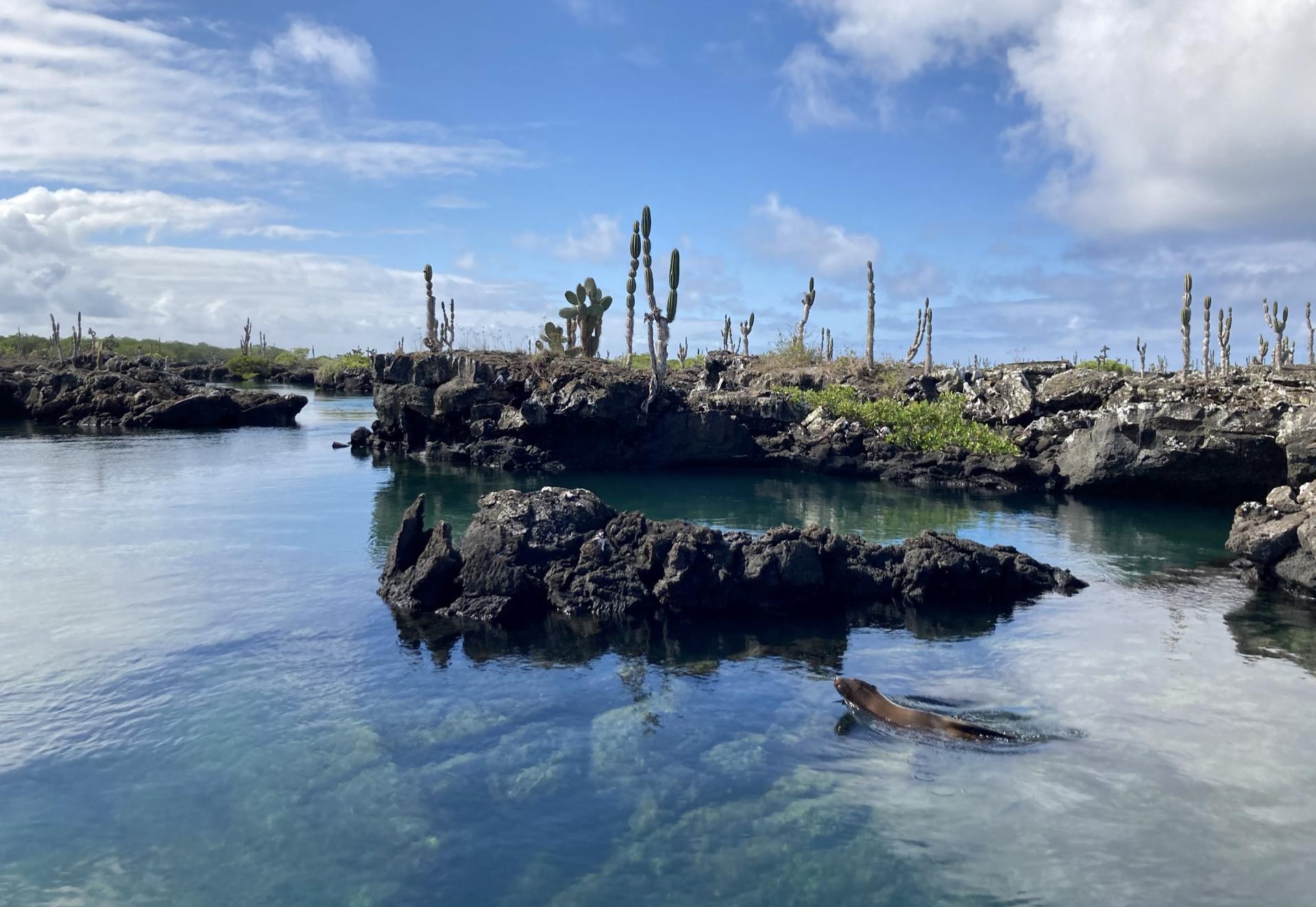 Clear blue water reflects rocky shores and cacti under a bright sky with scattered clouds.
