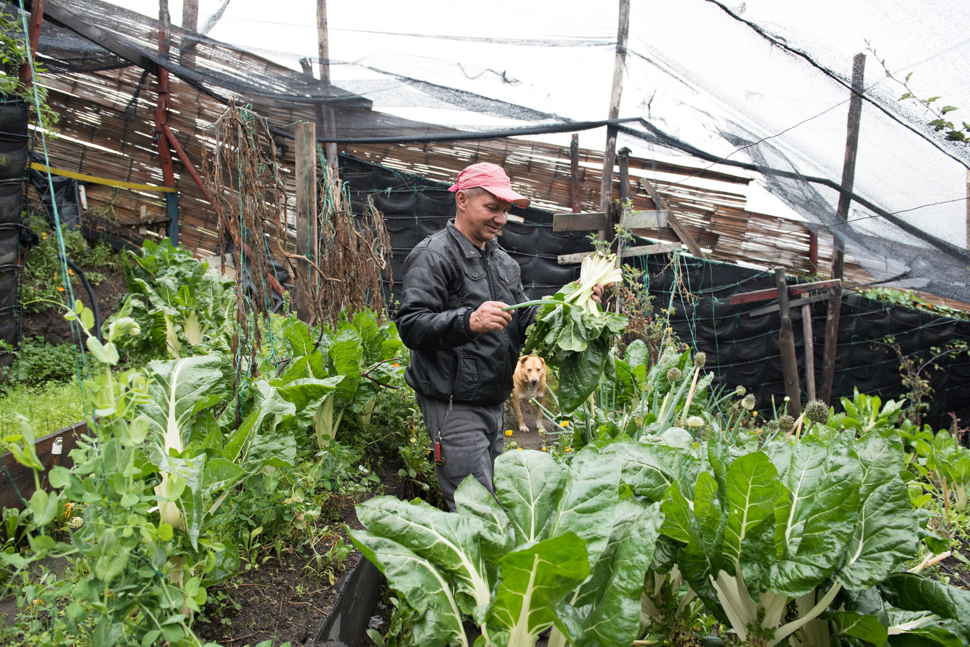 A man wearing a cap harvests leafy greens in a garden under a protective cover.