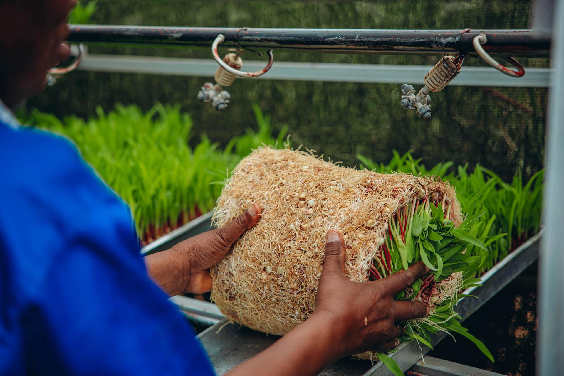 A person holds a rolled mass of soil and roots, surrounded by green seedlings in a greenhouse.
