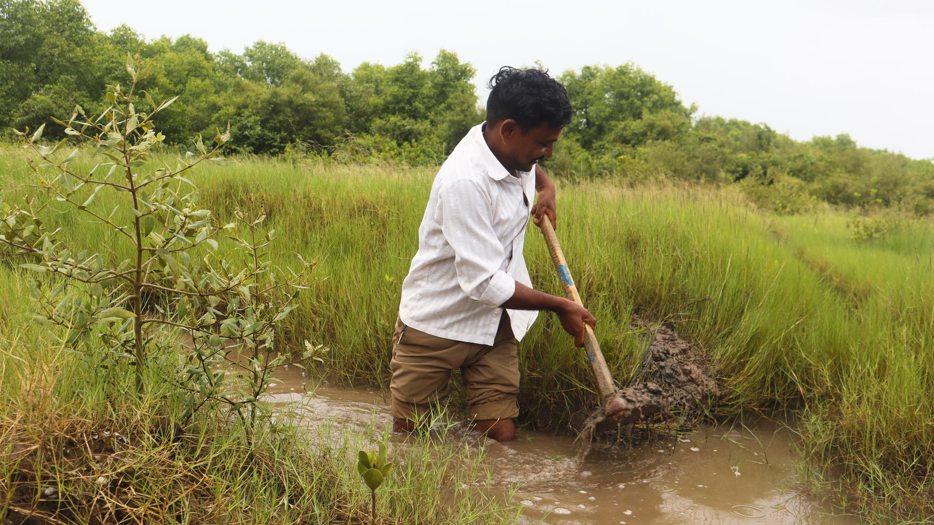 A person with a shovel stands in a flooded field, surrounded by lush green vegetation.