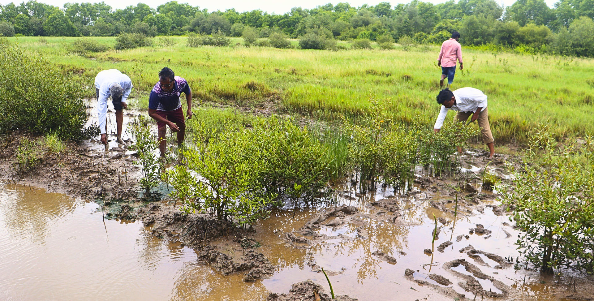 People working in a muddy field, cultivating plants near a body of water.