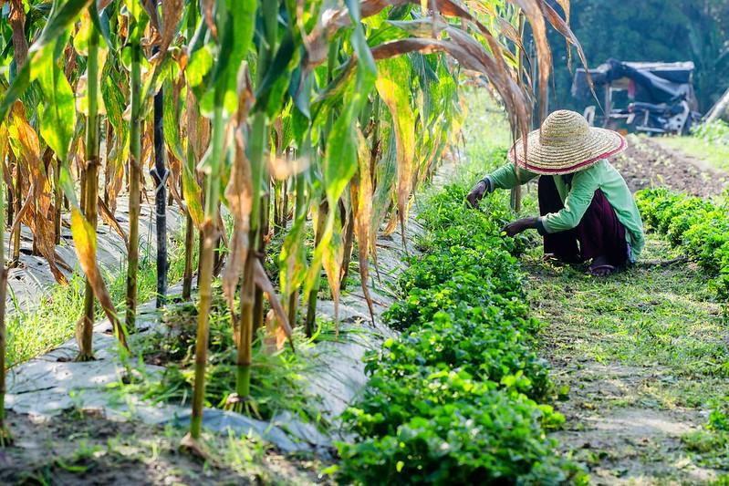 A farmer wearing a straw hat kneels between rows of corn and green plants in a sunny field.