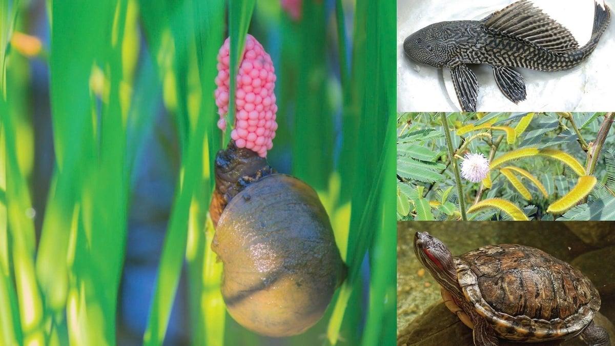 A collage of aquatic animals: a snail with eggs, a fish, underwater plants, and a turtle.