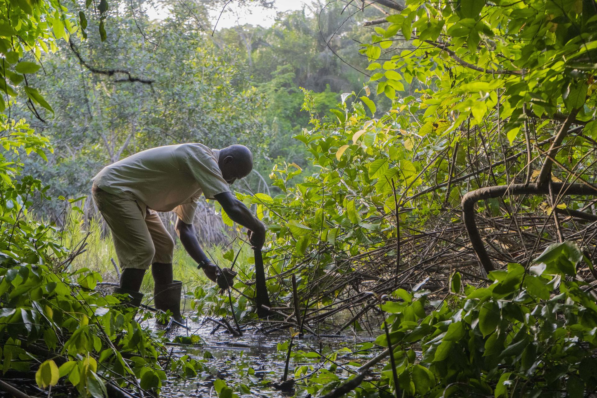 A person in a light shirt and pants bends down to work in a lush, green, muddy area.