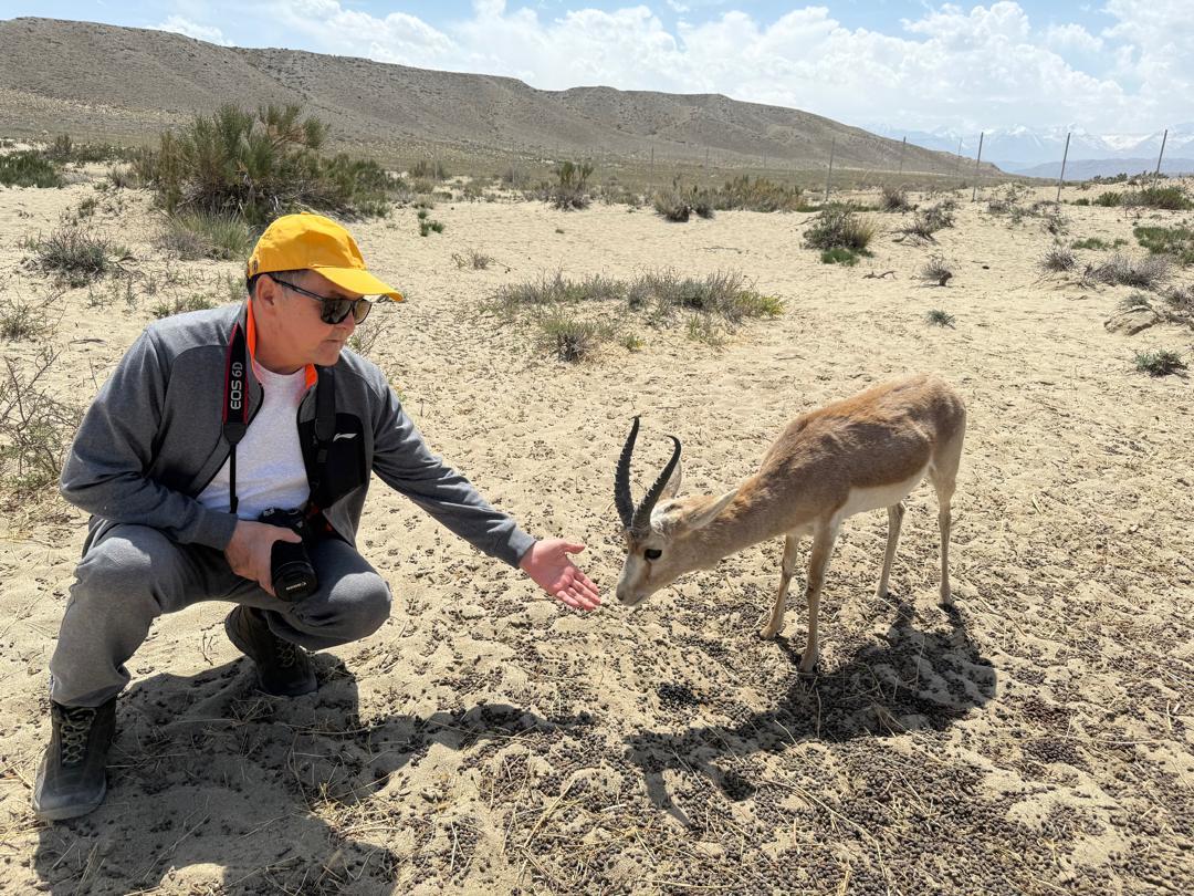 A person in a yellow cap kneels to feed a small antelope in a sandy landscape.