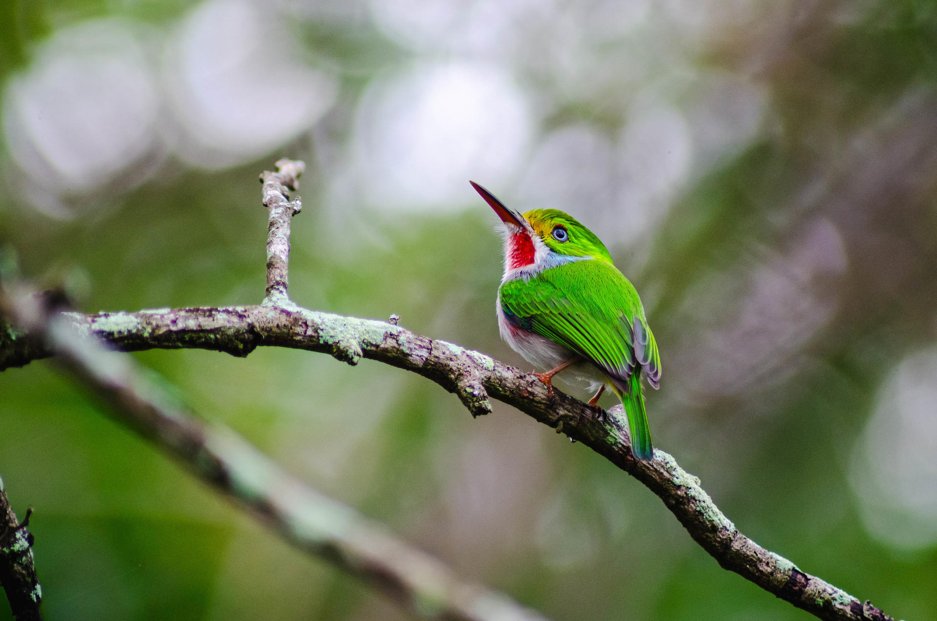 Colorful bird perched on a branch, with vibrant green feathers and a striking red throat.