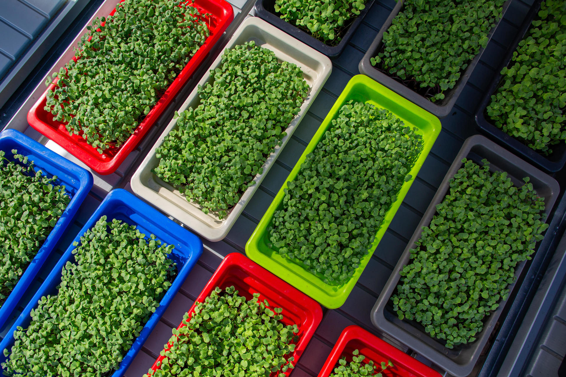 Trays of vibrant green seedlings arranged in colorful containers.