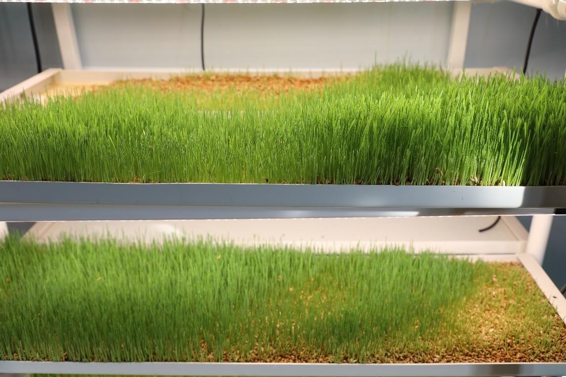 Two shelves filled with vibrant, green grass seedlings against a neutral background.