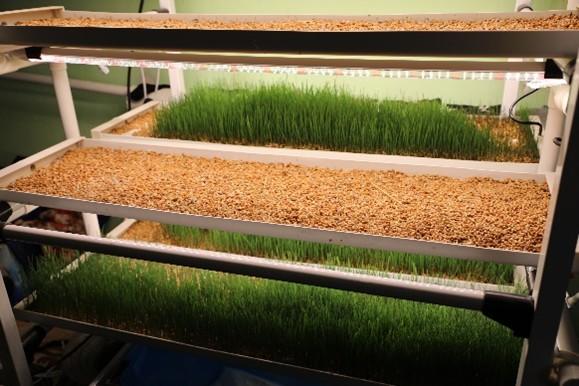 Three tiers of trays with sprouts, featuring green grass on the bottom and brown seeds on top.