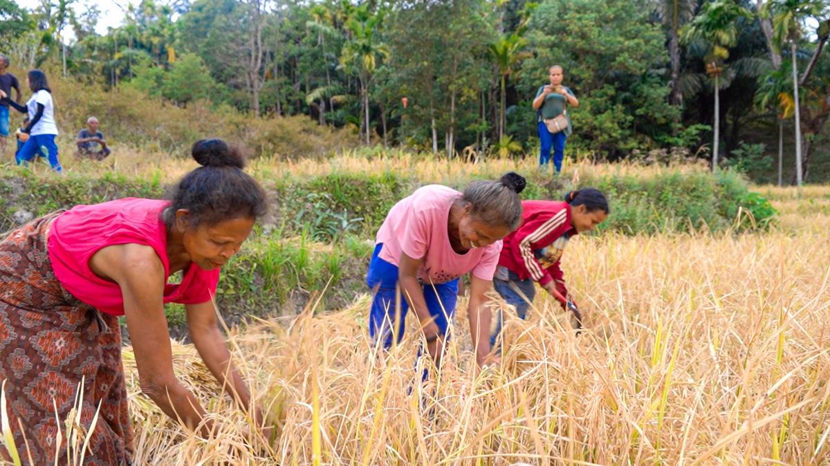 Women harvesting rice in a lush green field, engaged in traditional farming activities.