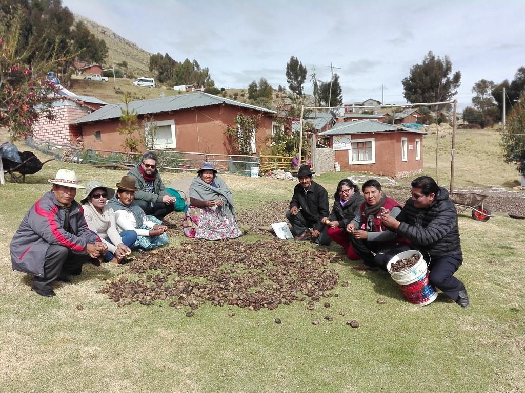 A group of people sitting in a grassy area, sorting nuts, with houses and trees in the background.