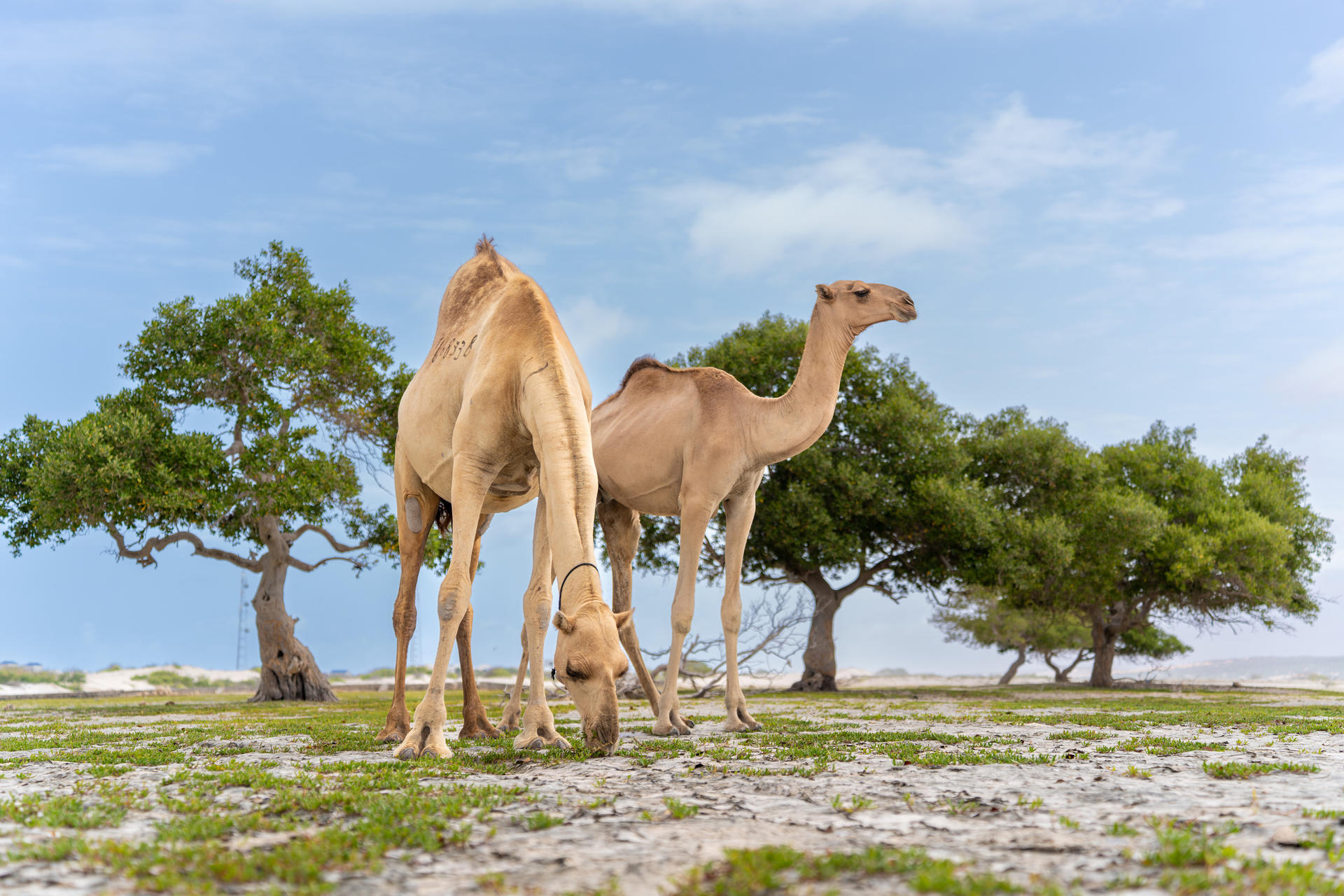 Two camels grazing in a grassy area with a backdrop of trees and a clear sky.