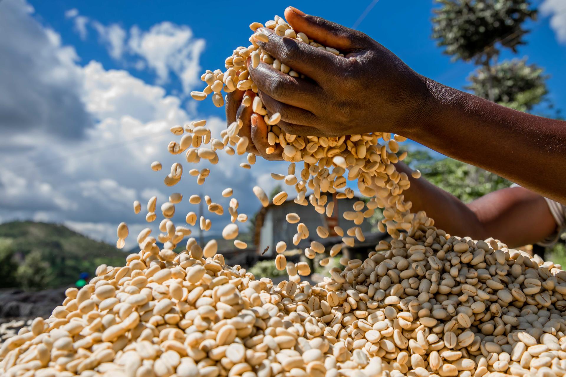 Two hands release pale seeds into a large mound outdoors under a blue sky.