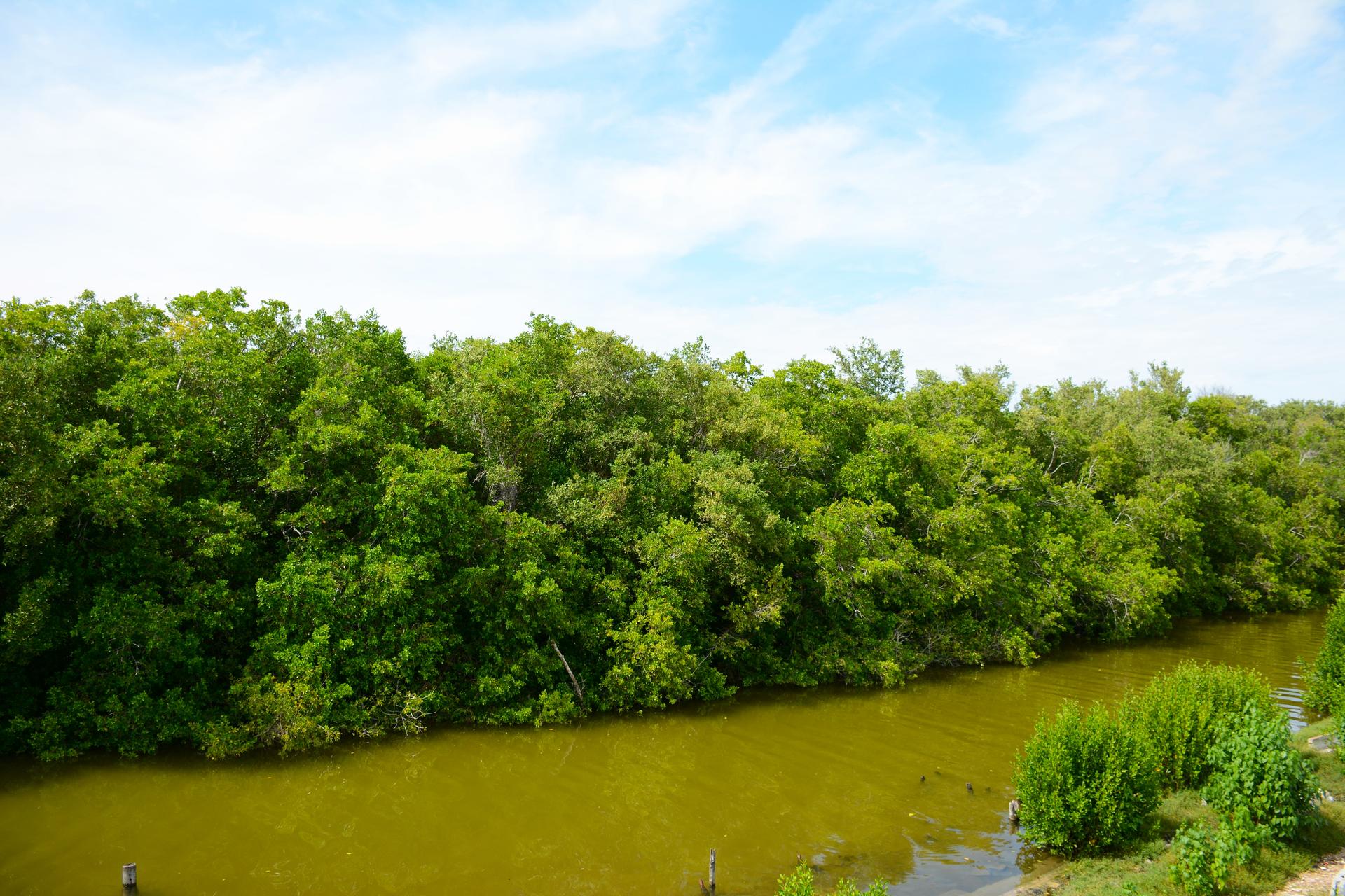 Photograph of a brown river beside lush green trees under a bright blue sky.