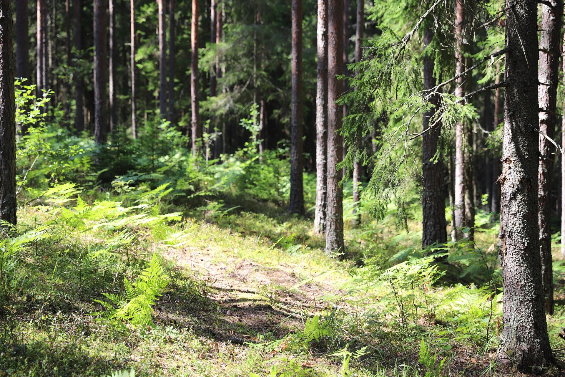 Sunlit forest path with tall trees and green undergrowth.