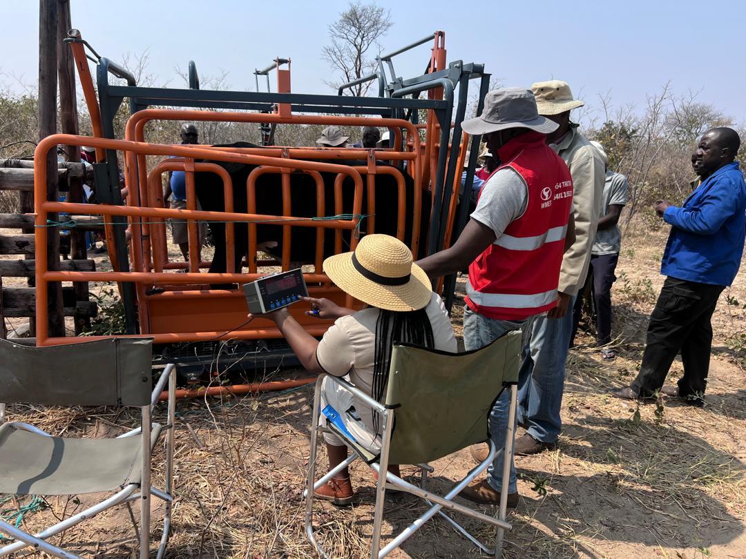 Photo shows a man in a hat near an orange cattle chute, with others nearby in a dry field.