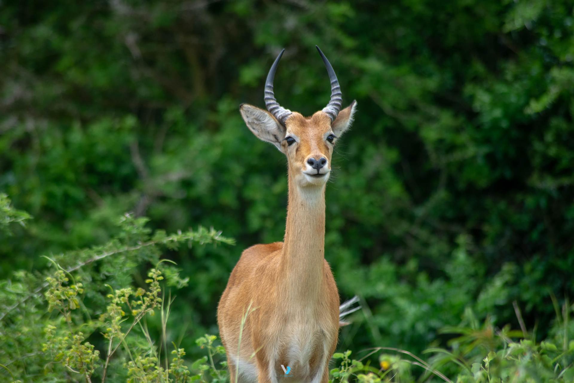 The Ugandan Kob