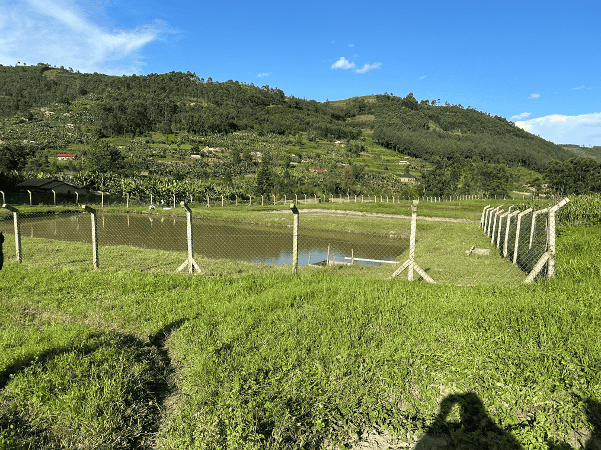 Pasture with a wooden fence, rolling green hills, and a bright blue sky.