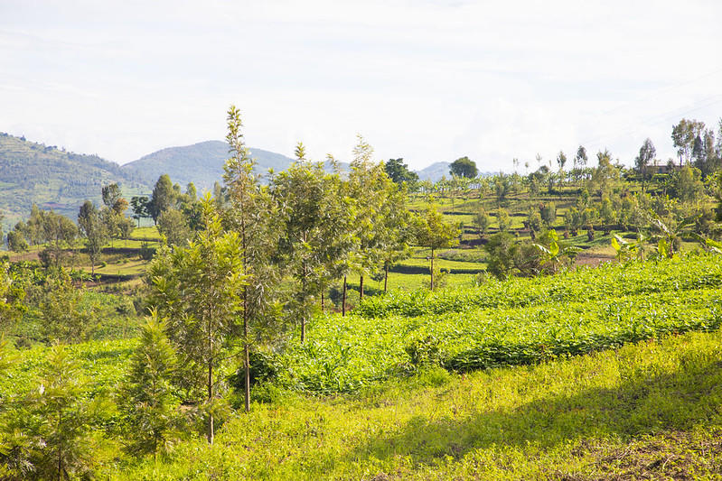 Sunlit rural landscape with green fields, scattered trees, and distant hills.