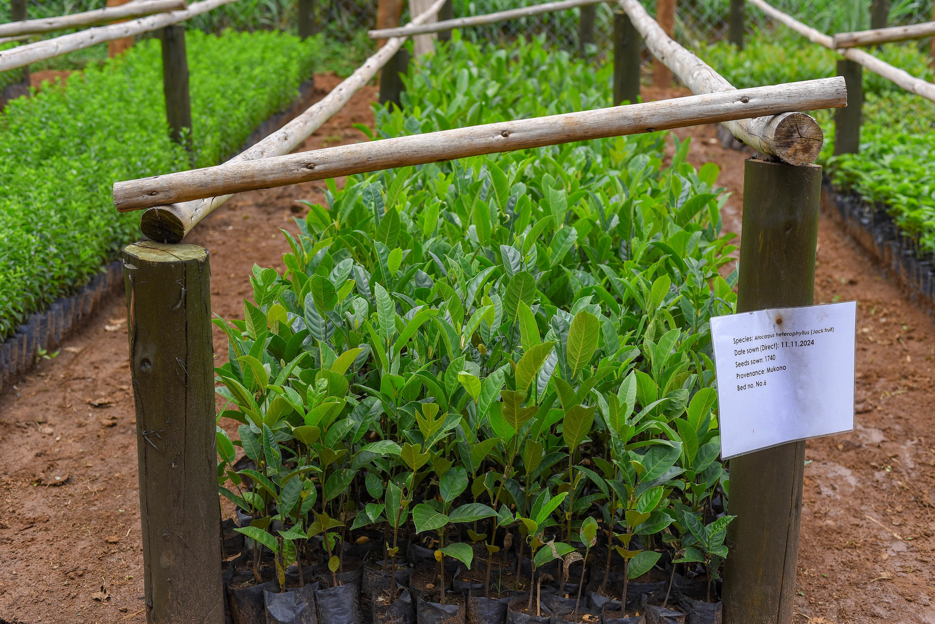 Photograph of young seedlings in a raised bed framed by wooden rails with a label.
