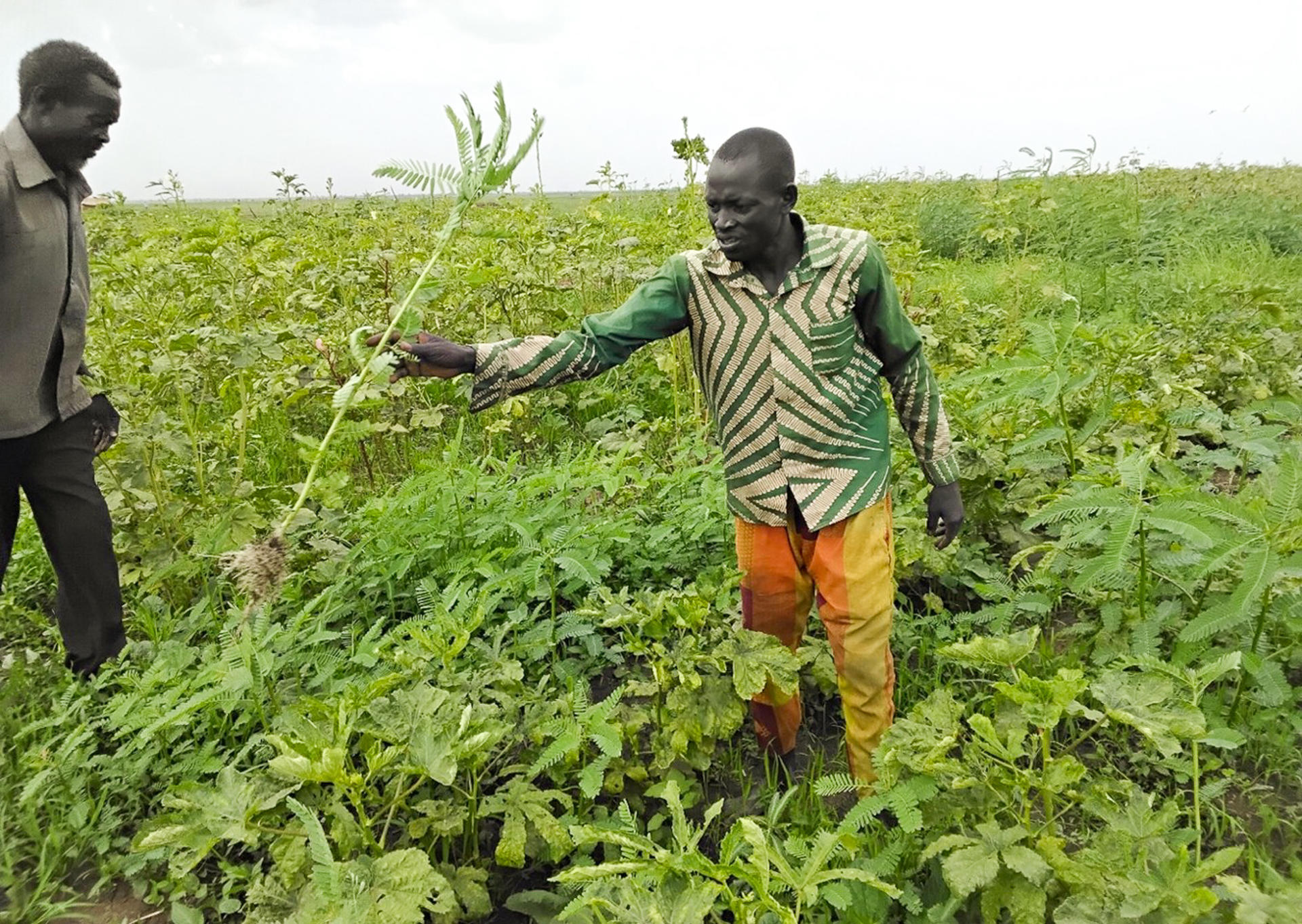 Two men in a leafy crop field; one in striped shirt and orange shorts gesturing.