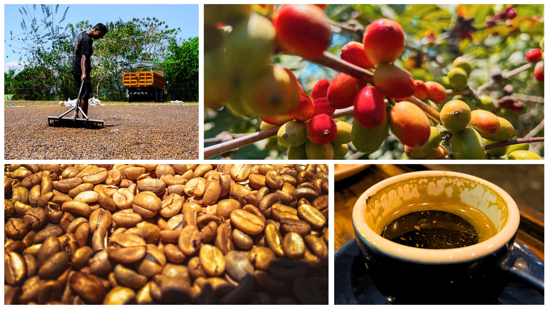 Collage: person outdoors; coffee cherries on a plant; roasted beans; cup of coffee.