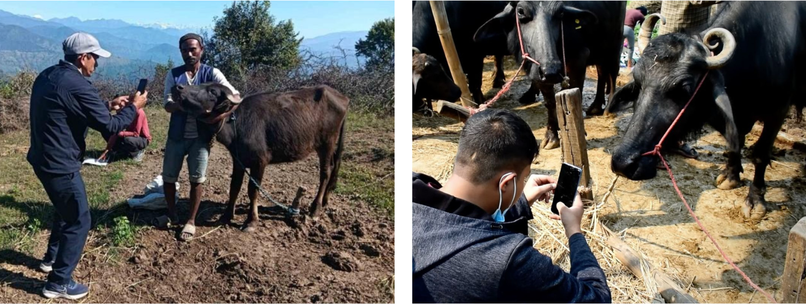 Two-panel outdoor scene: people with a dark horse in a field; photographer taking closeup.