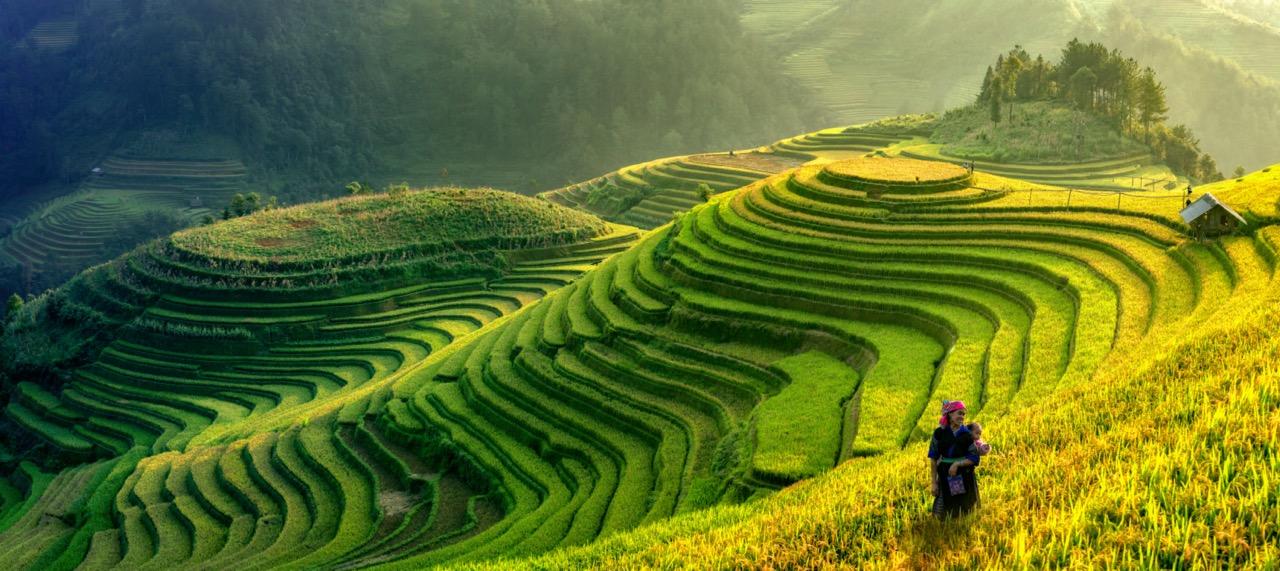 Photograph of terraced rice fields bathed in golden light with a lone farmer.