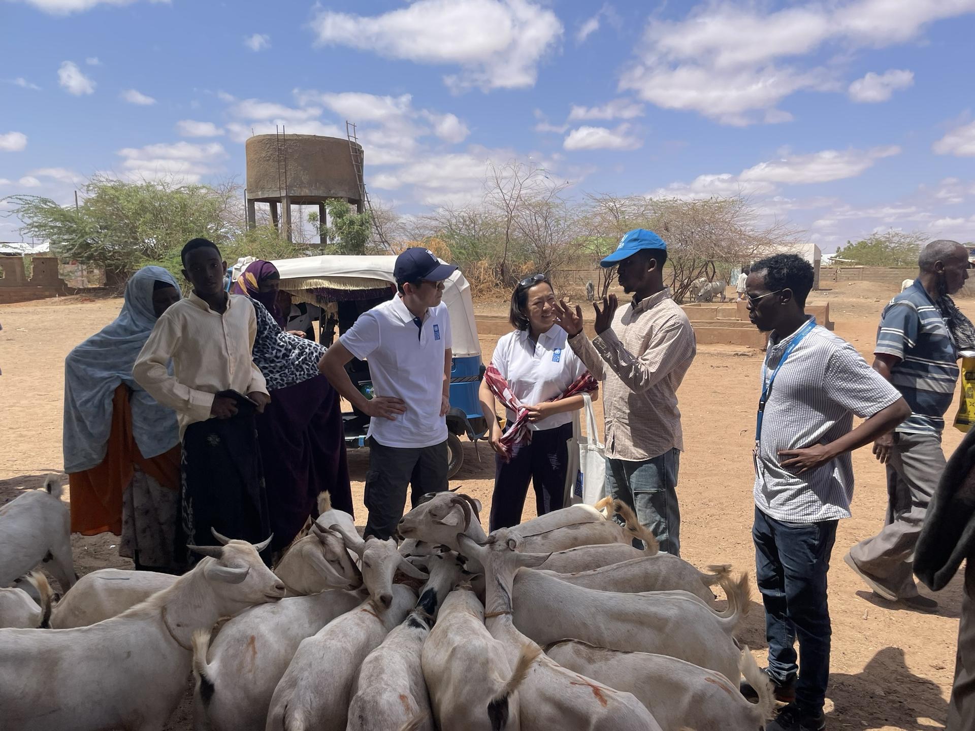 People gather around a pile of goats in a dry rural setting, with a truck in the background.
