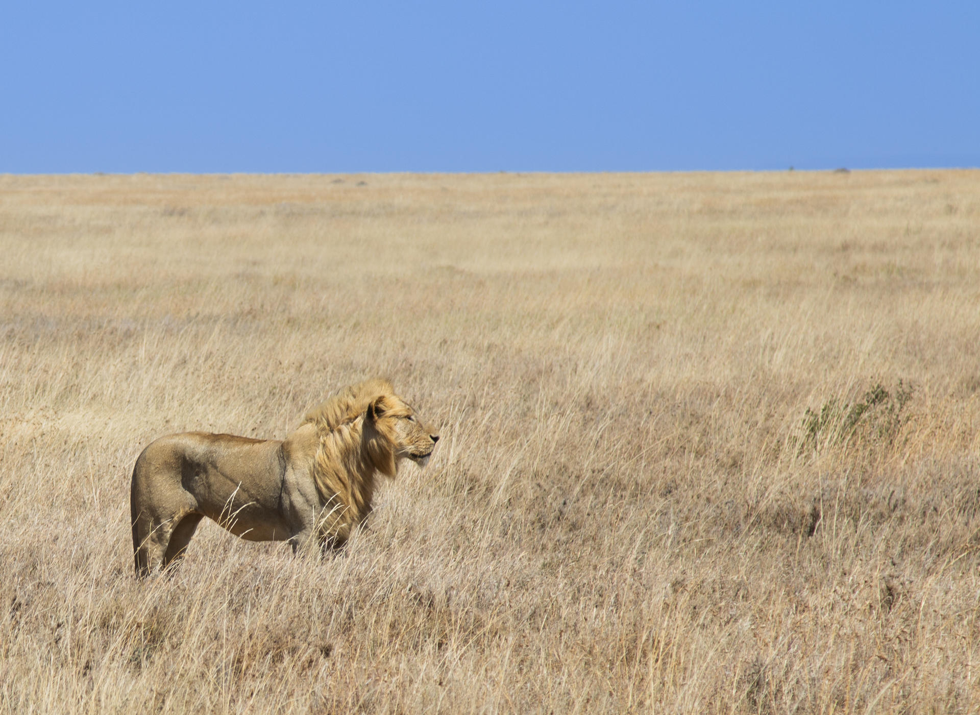 Lion Savannah