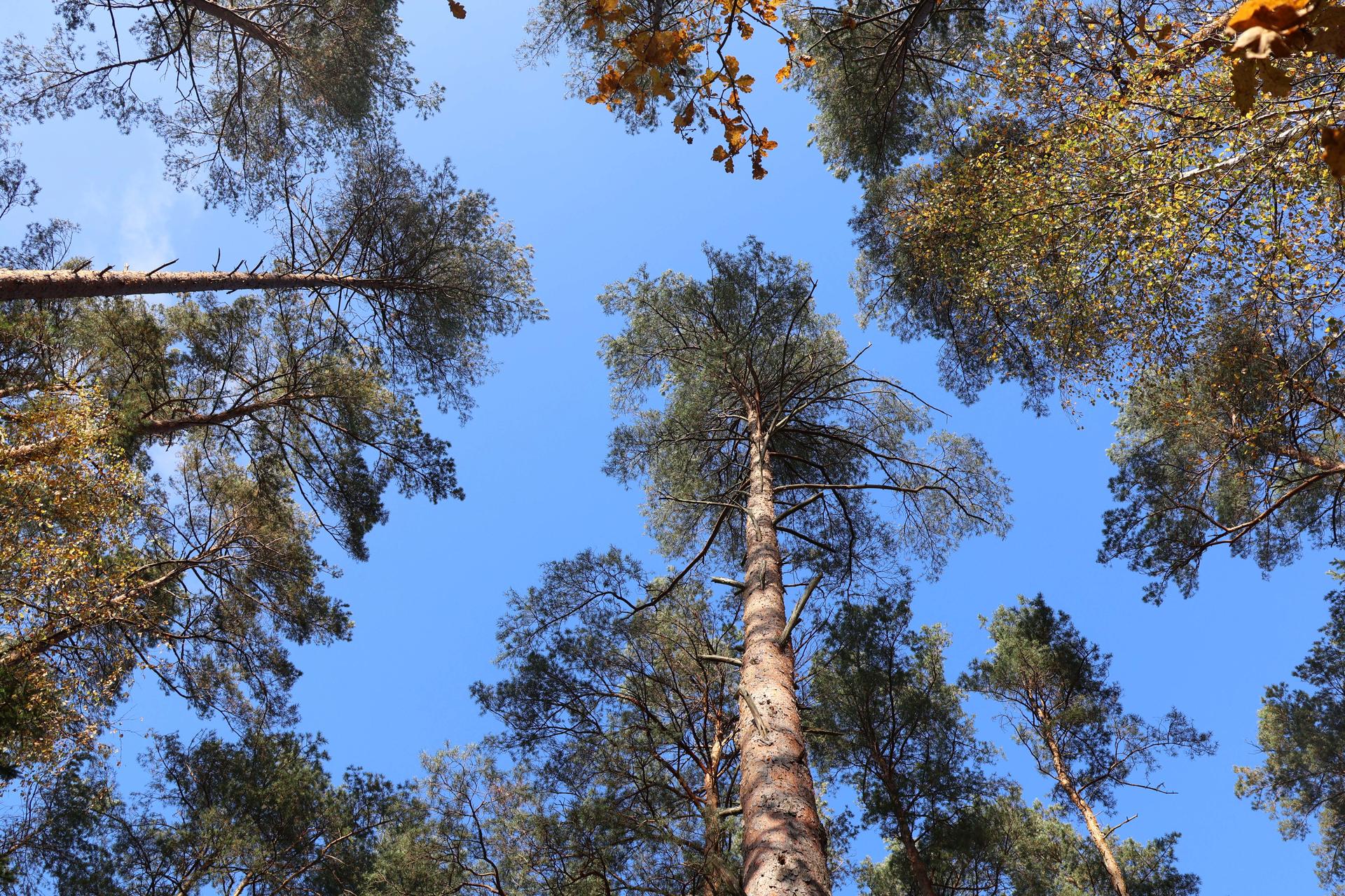 Tall pine trees from below, reaching toward a clear blue sky.