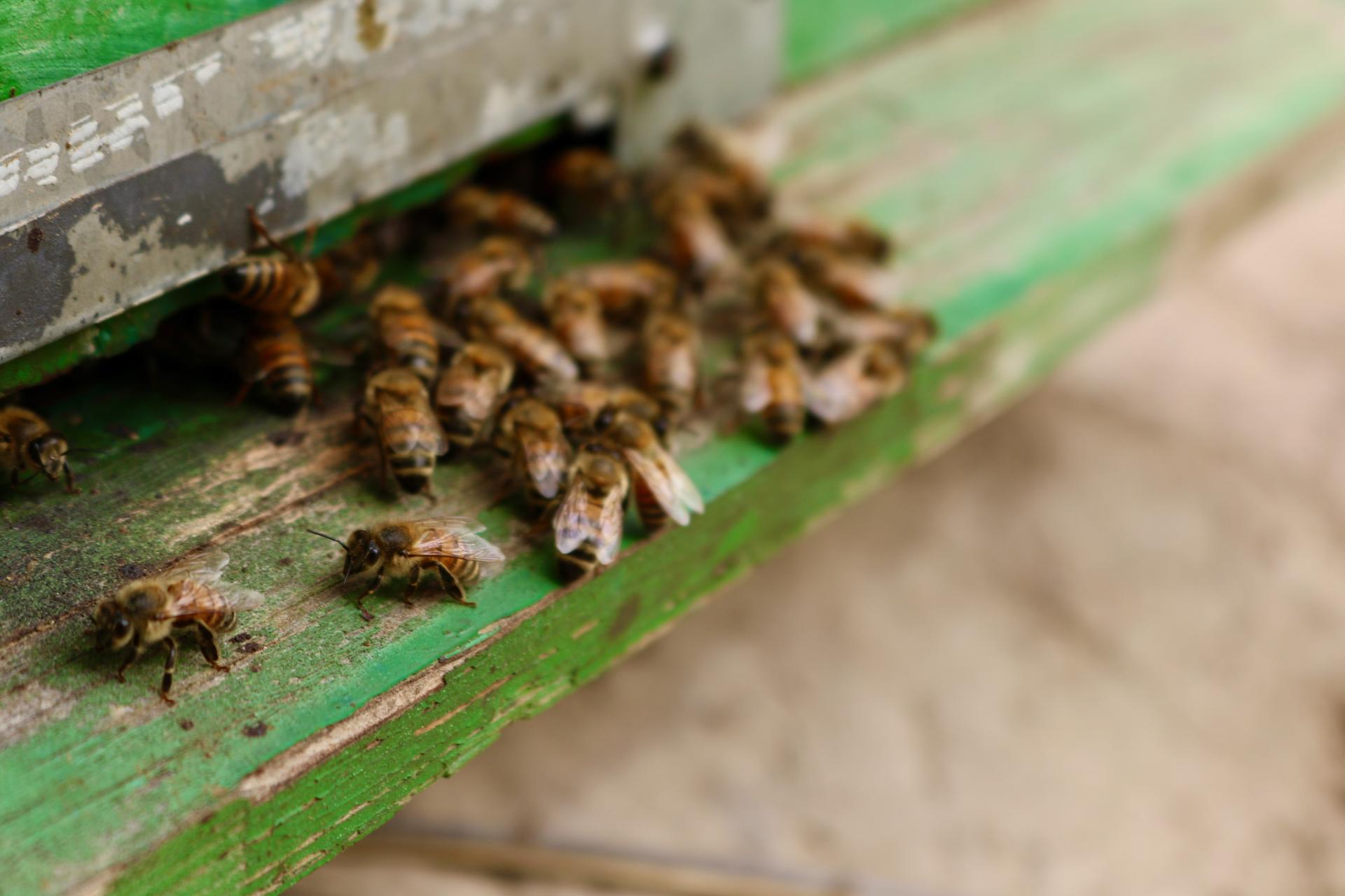 Bees cluster around a hive entrance on a green wooden frame.