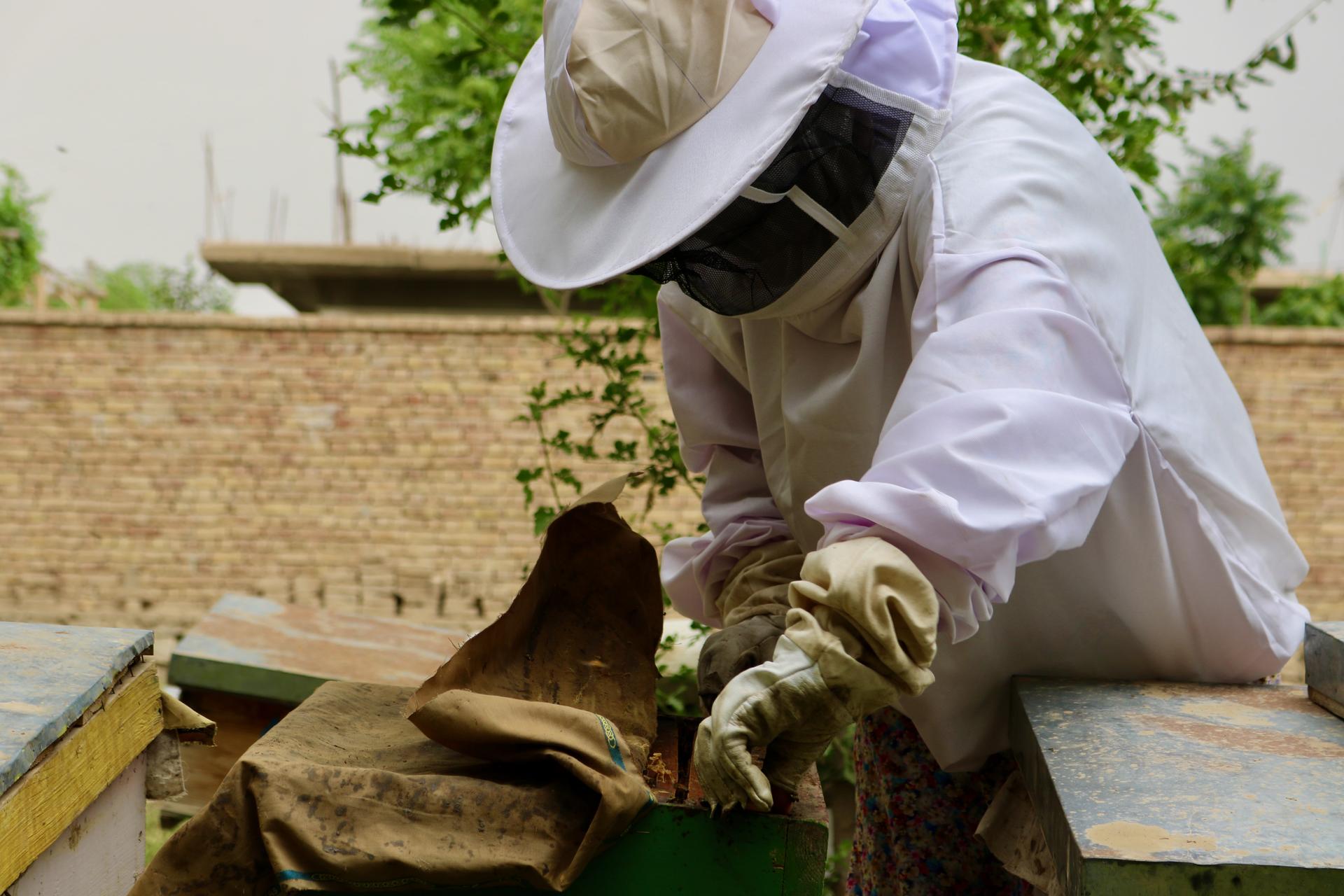 Beekeeper in white protective suit with veil inspecting a hive outdoors.