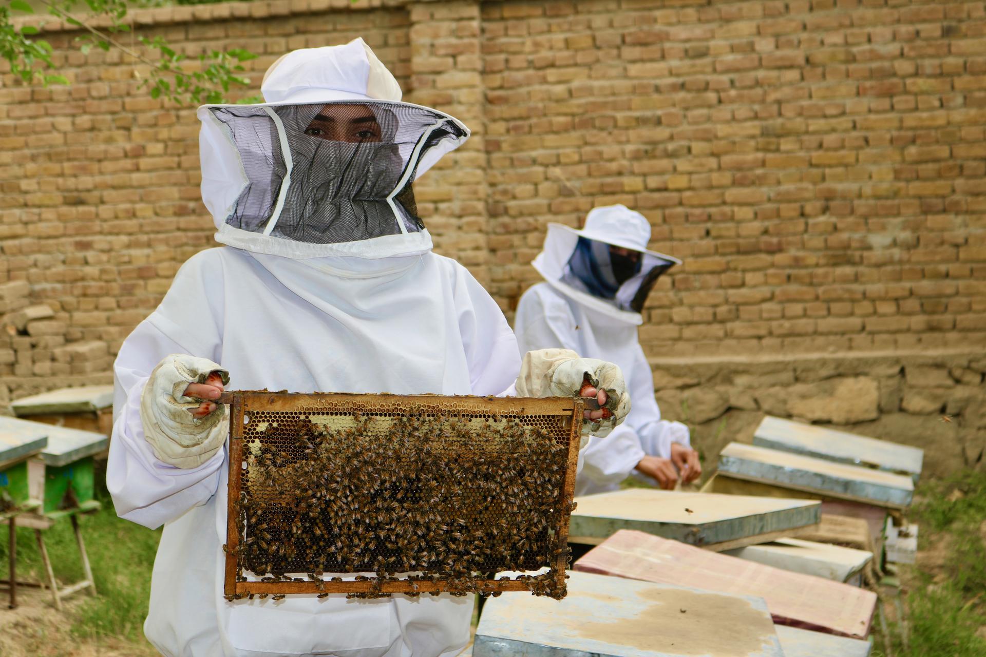Photograph: two beekeepers in white protective suits and veils holding a honeycomb frame.