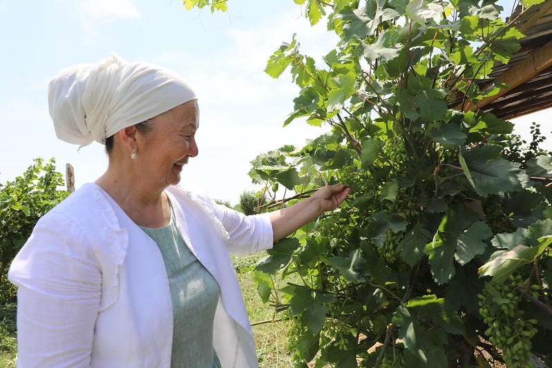 Person in a white headscarf touches grapevines in a sunny vineyard.