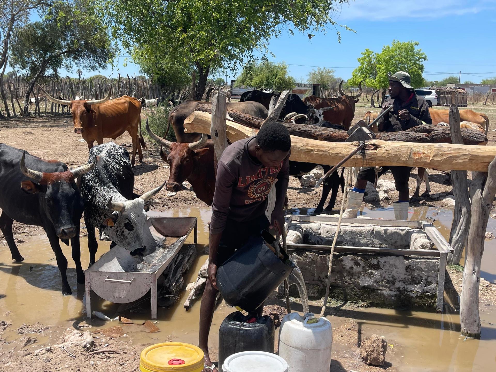 Sunlit farm yard with several cows at a wooden fence and a person by a water trough.