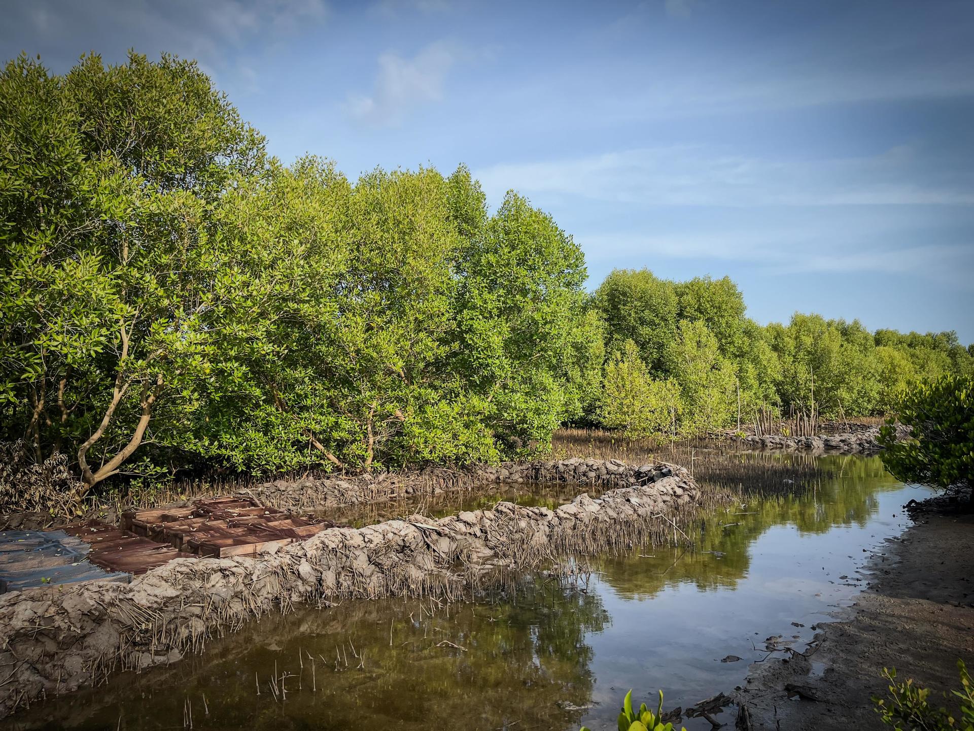 Mangroves 