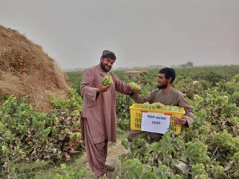 Two men in robes shake hands in a green field, one holding a yellow sign.