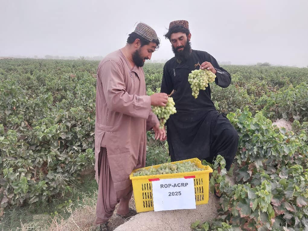 Two men in robes stand in a field, inspecting a yellow crate with leafy bundles.