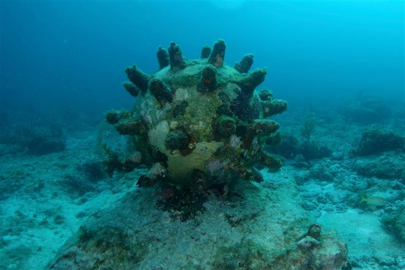 Spiny sea urchin on a sandy seabed under blue ocean water.