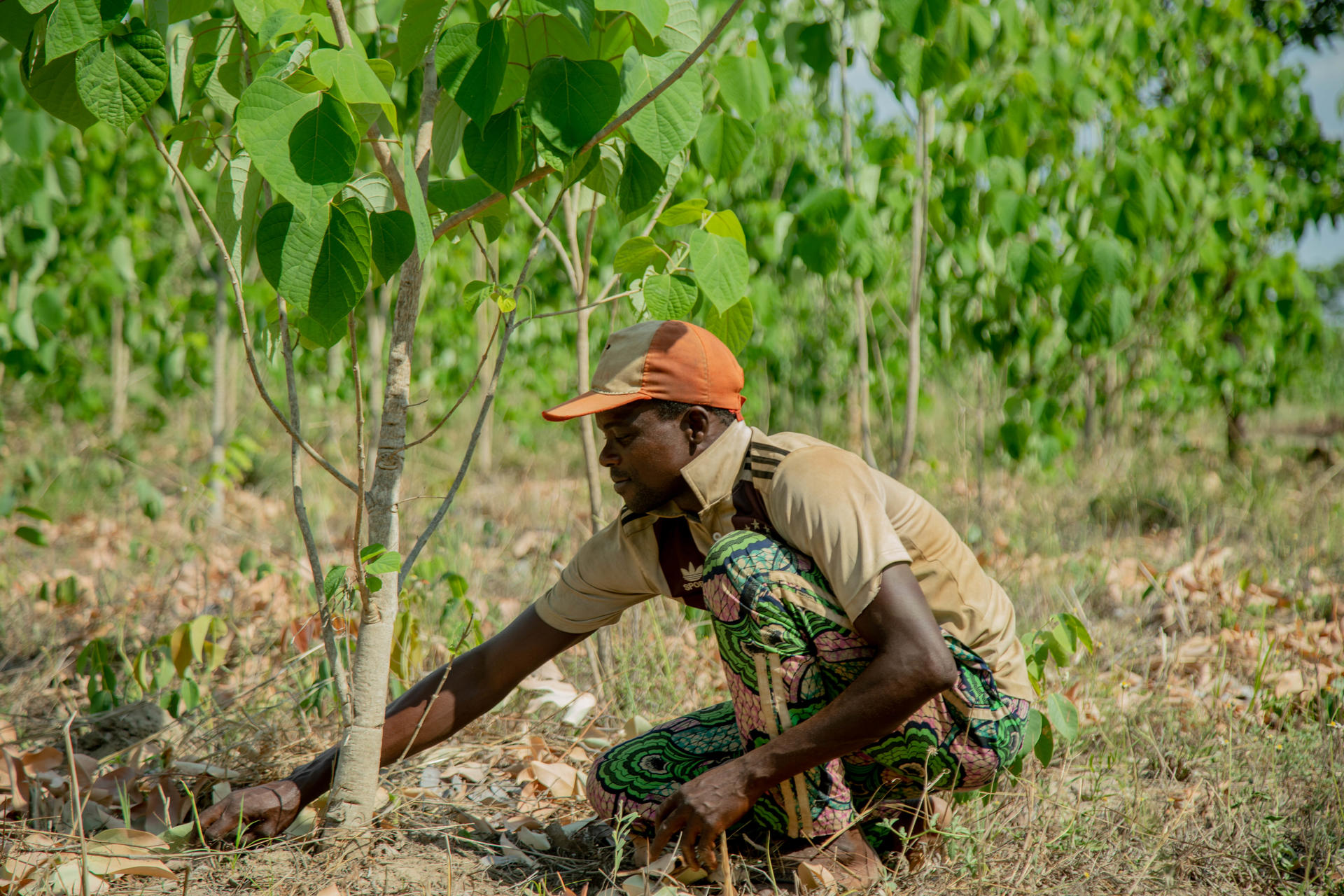 Farmer in brown cap and beige shirt crouches among young trees in a sunny field, wearing a face mask.