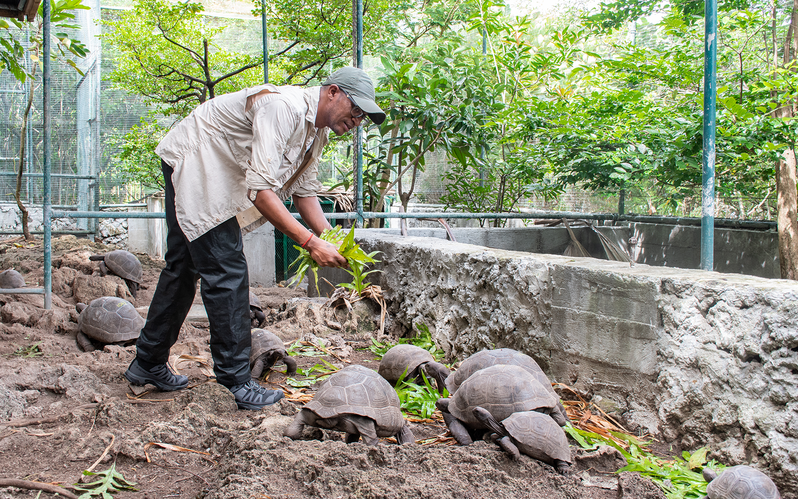 Tortoise Feeding on Ile aux Aigrettes, Mauritius