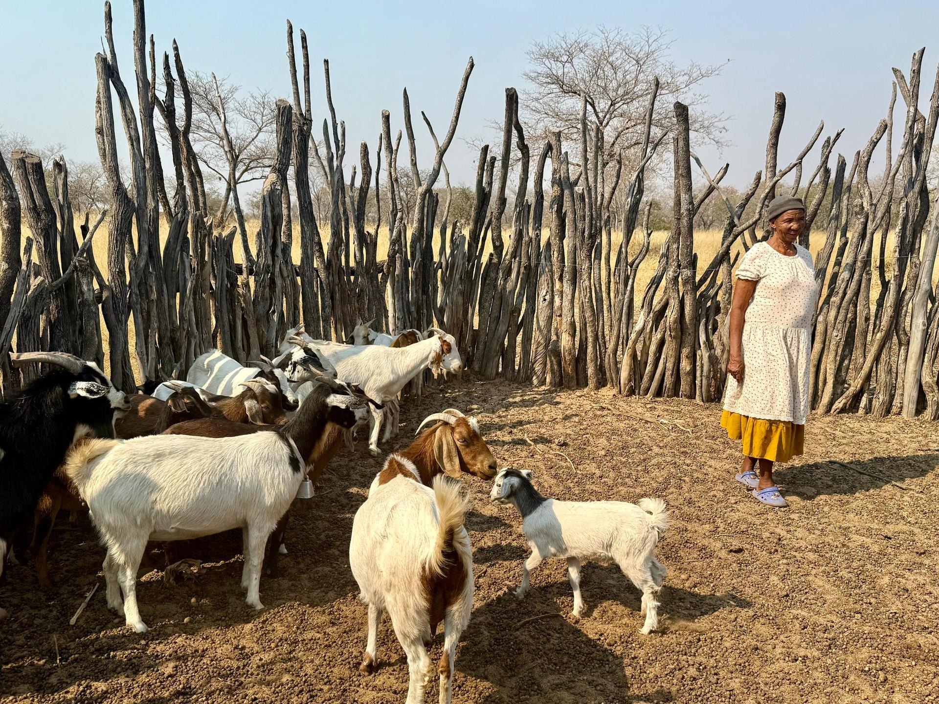 Man in white shirt and yellow shorts with white goats inside a tall stick fence.