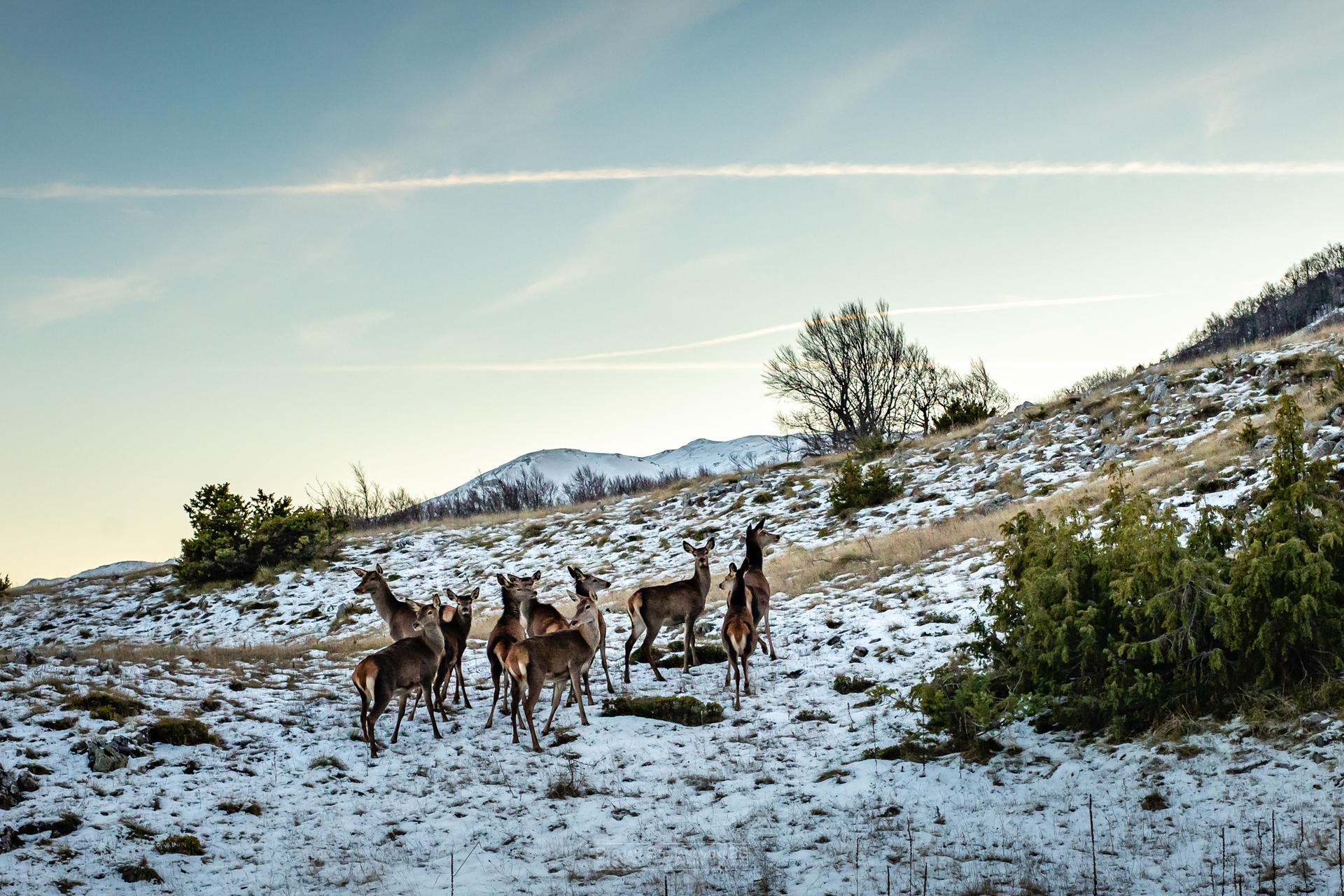 A small herd of deer on a snow-dusted hillside with shrubs and a blue sky.